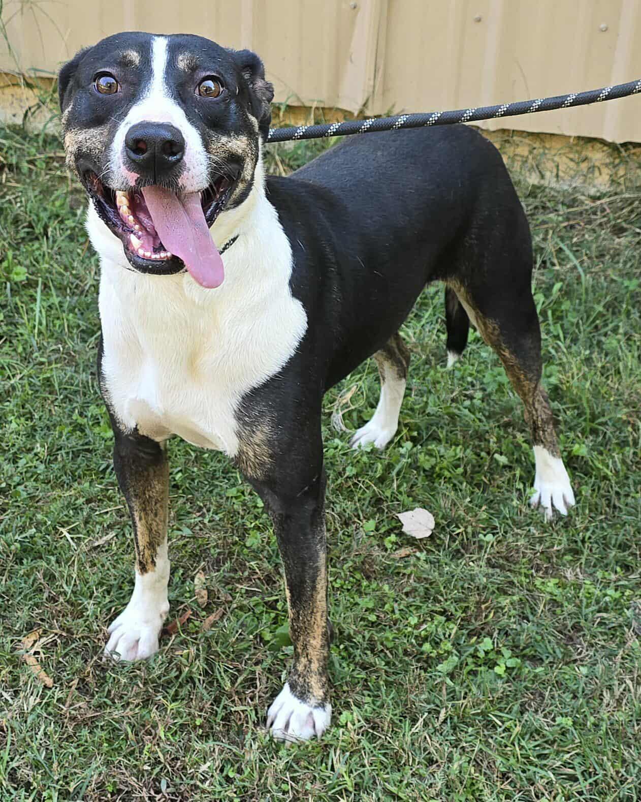 Enlarge Sammy, a Adoptable mixed breed in Newport, TN image 3/6