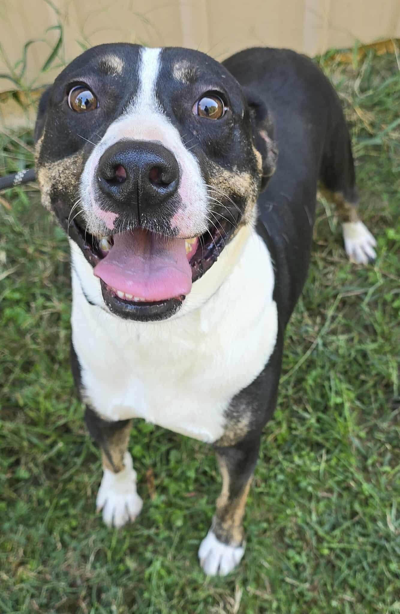 Enlarge Sammy, a Adoptable mixed breed in Newport, TN image 4/6