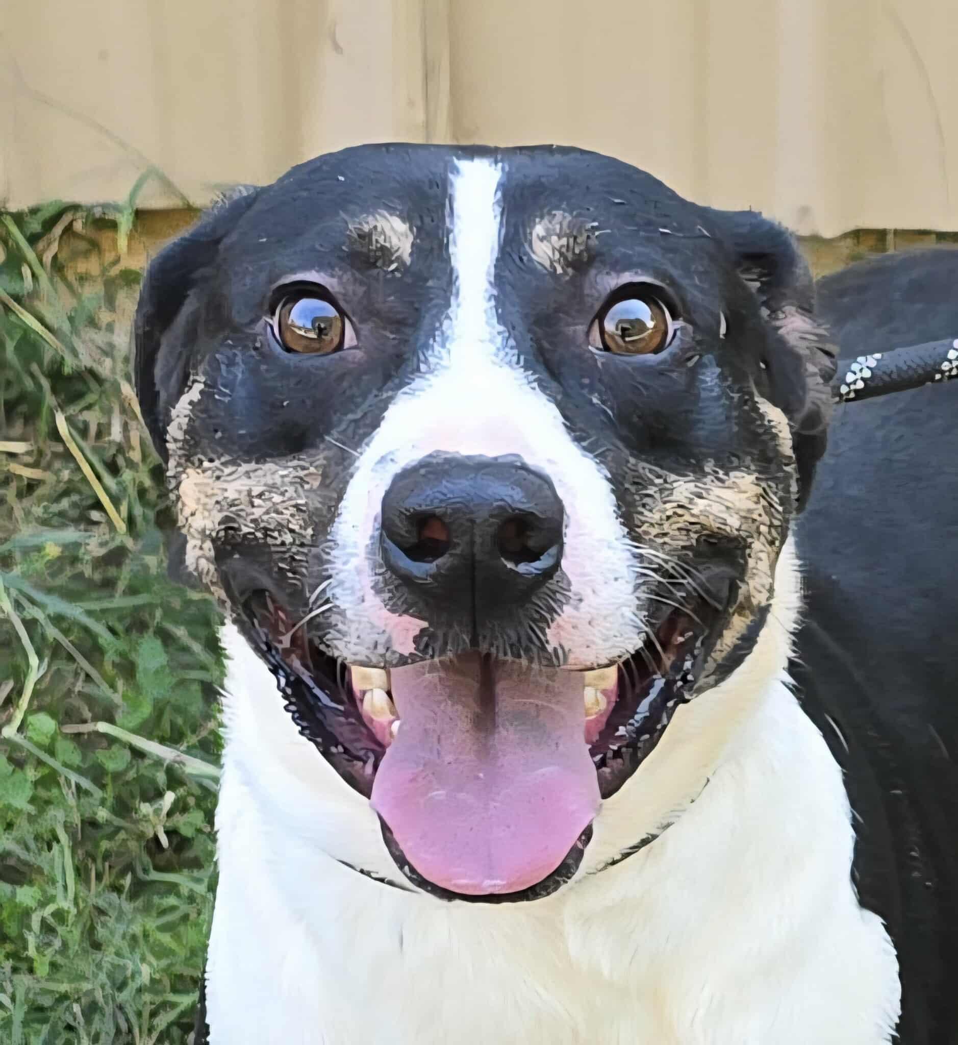 Enlarge Sammy, a Adoptable mixed breed in Newport, TN image 5/6