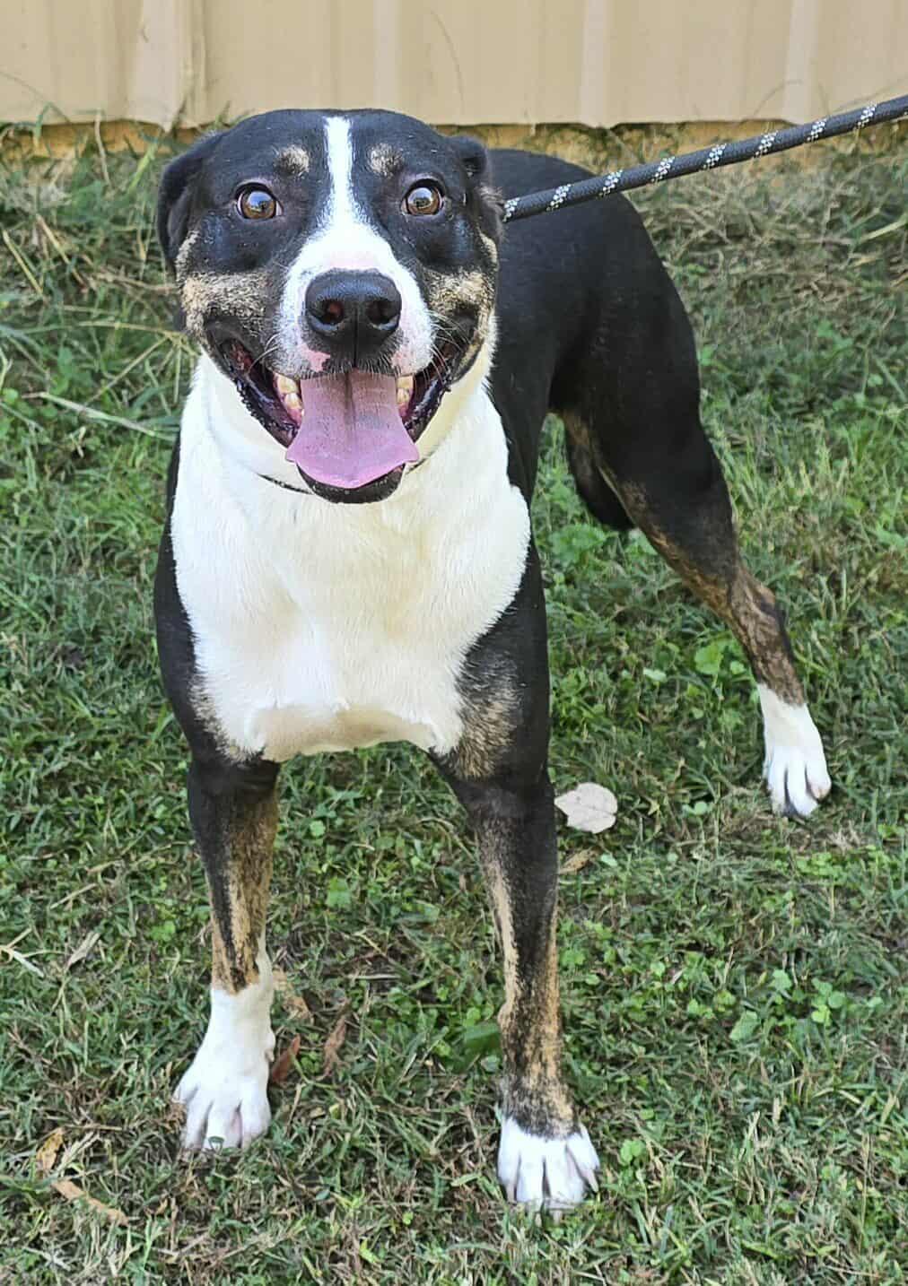 Enlarge Sammy, a Adoptable mixed breed in Newport, TN image 6/6