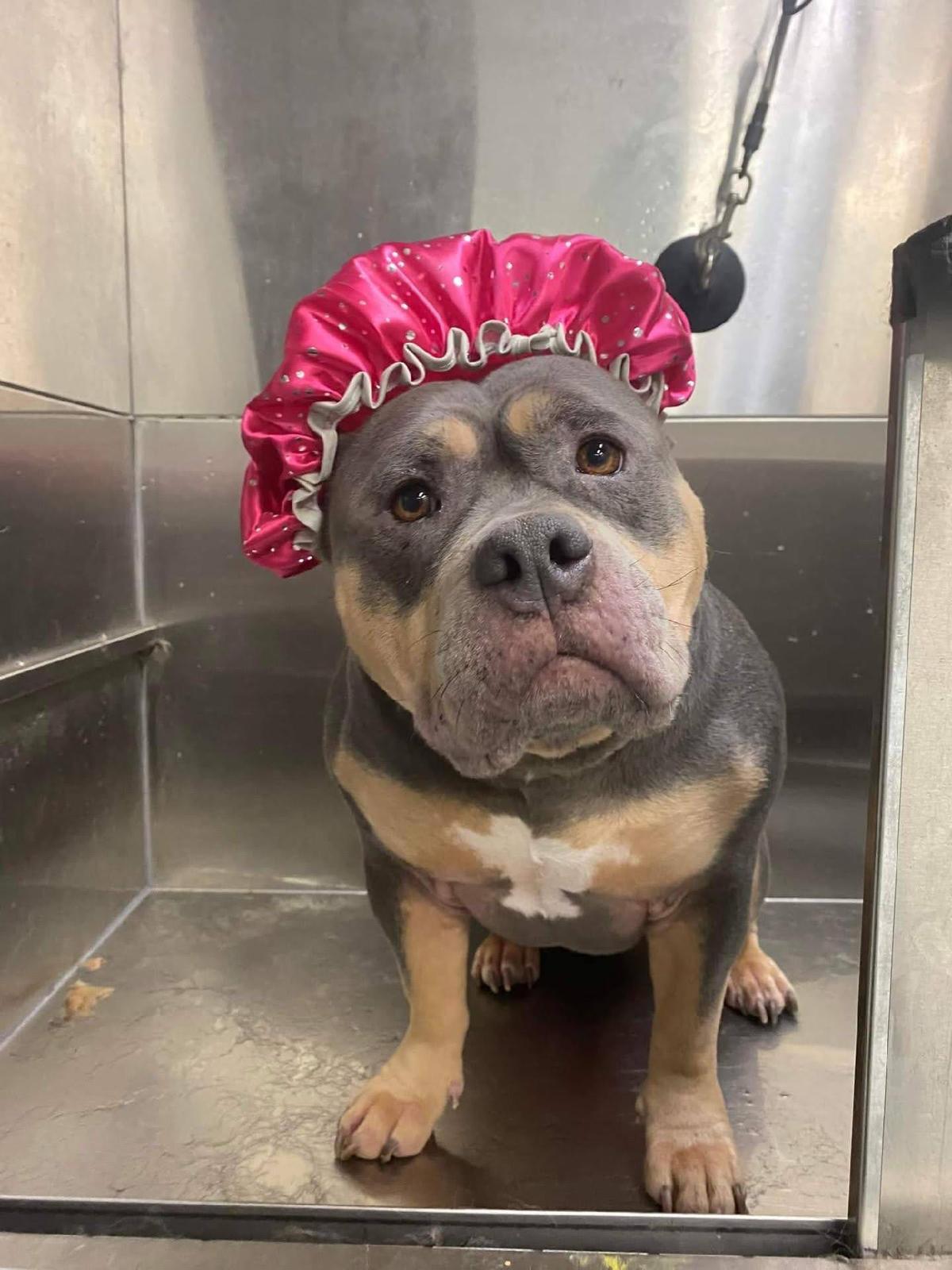 Enlarge Daisy, a ADOPTABLE American Bully in Oakville, ON image 2/5