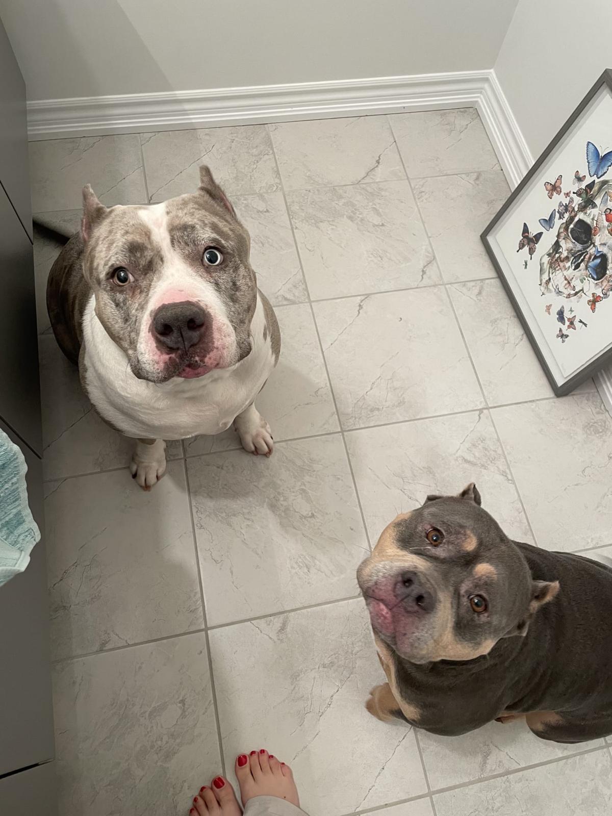 Enlarge Daisy, a ADOPTABLE American Bully in Oakville, ON image 5/5