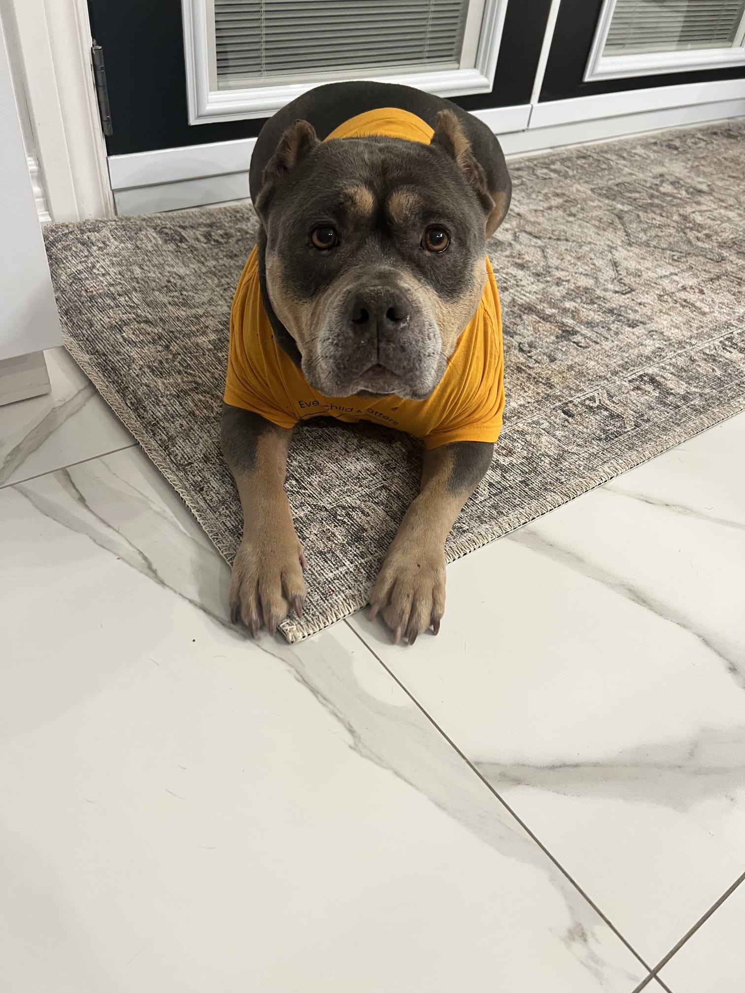 Enlarge Daisy, a ADOPTABLE American Bully in Oakville, ON image 1/5