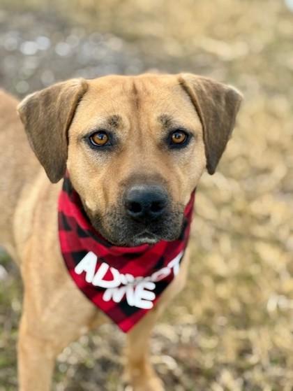 Tilly, a Adoptable mixed breed in Fort Worth, TX image 1/3