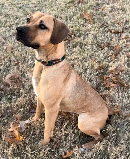 Tilly, a Adoptable mixed breed in Fort Worth, TX image 2/3