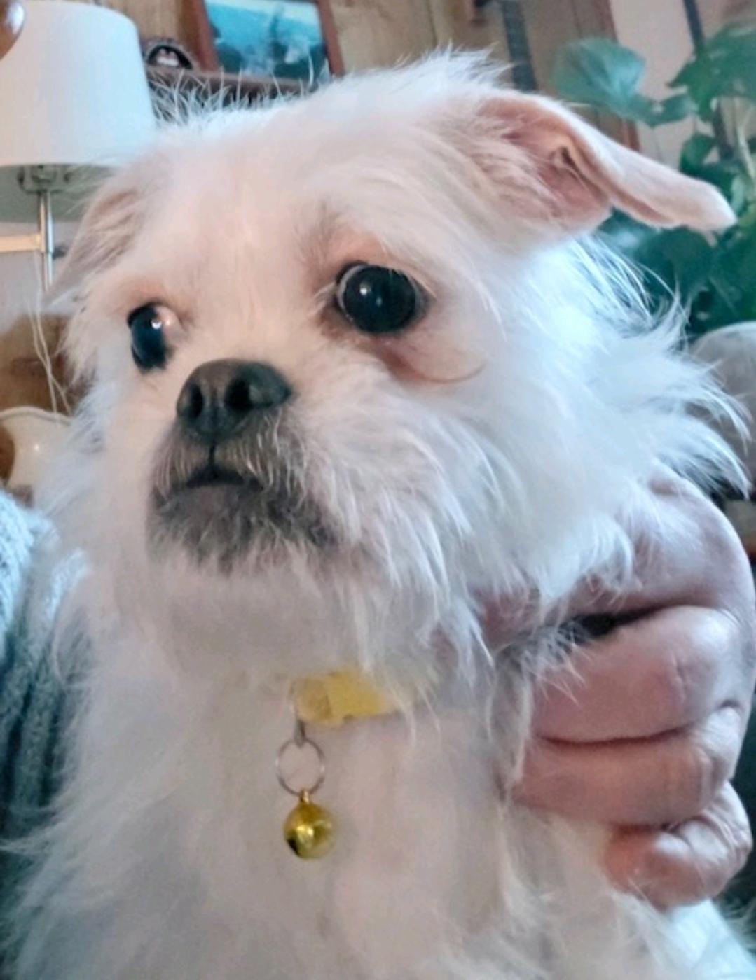 Cher-Puggle (pug/beagle)/terrier mix, a ADOPTABLE mixed breed in Hamburg, NY image 4/6