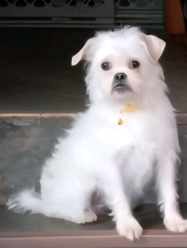 Cher-Puggle(pug/beagle)/terrier mix, ADOPTABLE, Puppy Female Puggle & Terrier.