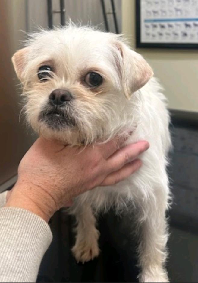 Cher-Puggle(pug/beagle)/terrier mix, ADOPTABLE, Puppy Female Puggle & Terrier.