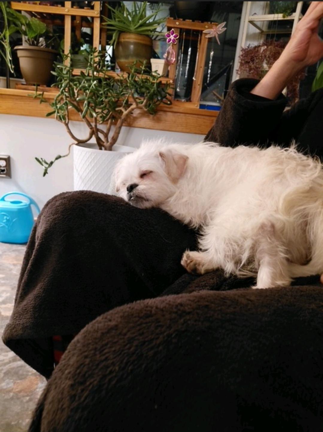 Cher-Puggle (pug/beagle)/terrier mix, a ADOPTABLE mixed breed in Hamburg, NY image 6/6