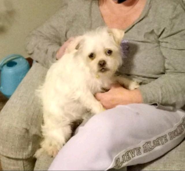 Cher-Puggle (pug/beagle)/terrier mix, a ADOPTABLE mixed breed in Hamburg, NY image 5/6