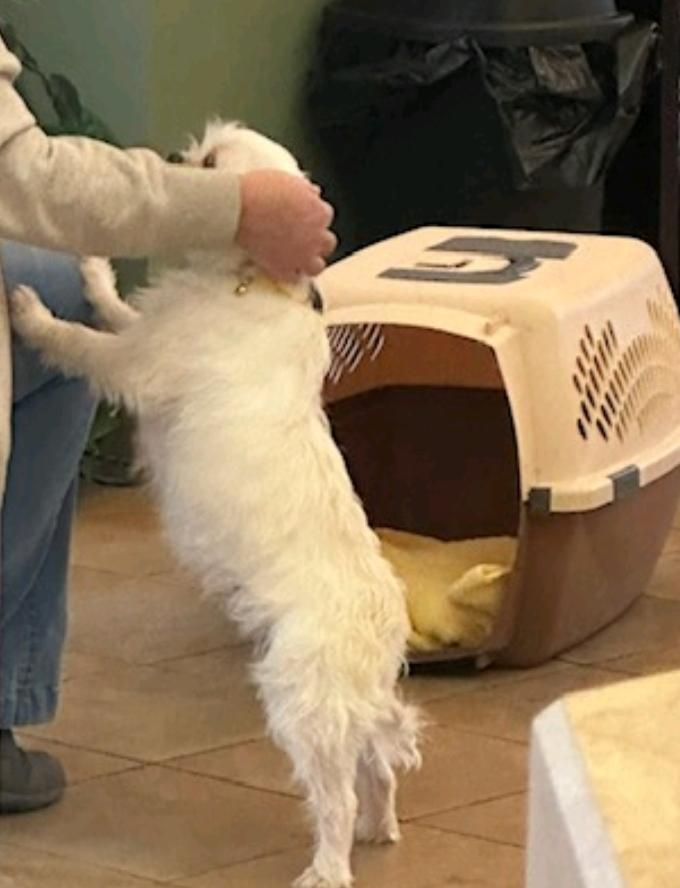 Enlarge Cher-Puggle(pug/beagle)/terrier mix, a ADOPTABLE mixed breed in Hamburg, NY image 2/6