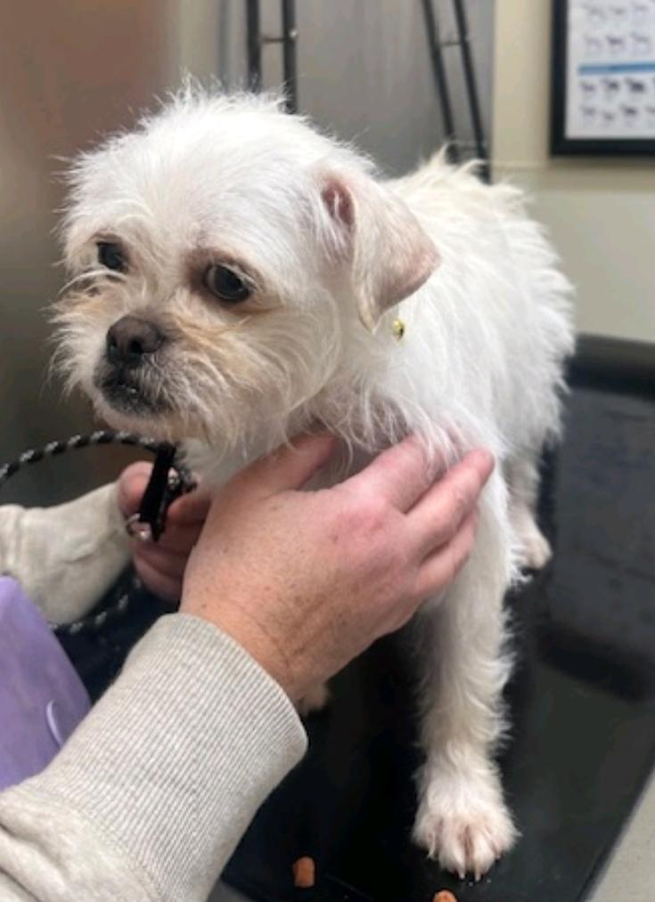 Enlarge Cher-Puggle(pug/beagle)/terrier mix, a ADOPTABLE mixed breed in Hamburg, NY image 6/6