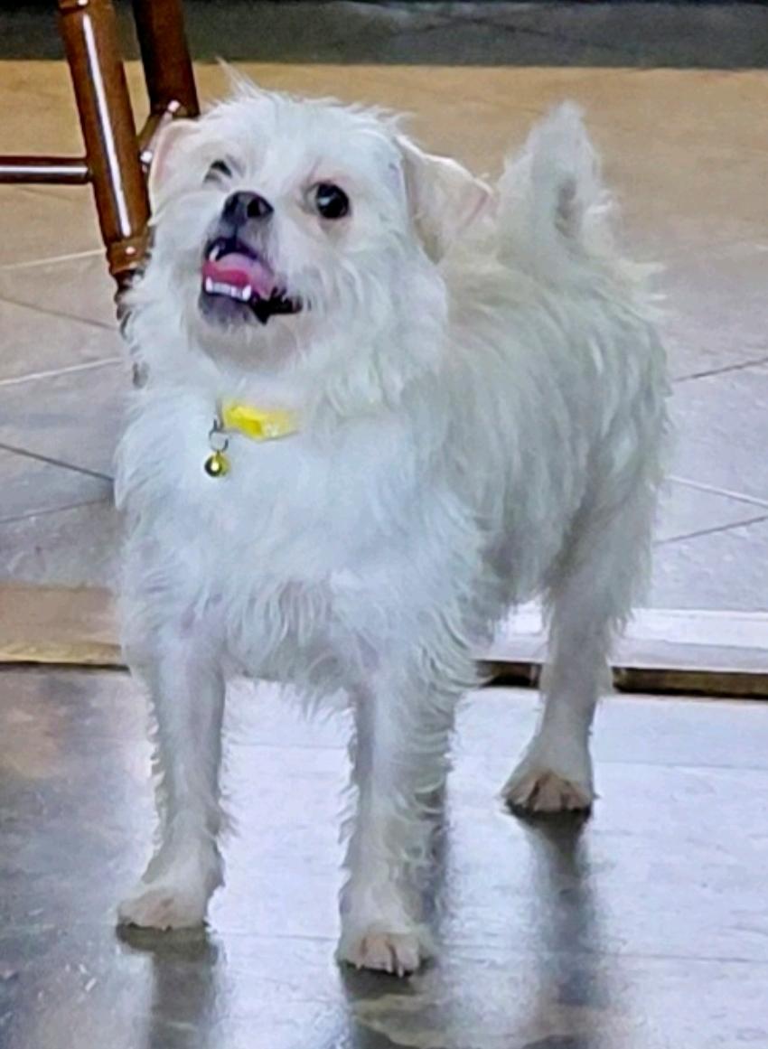 Cher-Puggle (pug/beagle)/terrier mix, a ADOPTABLE mixed breed in Hamburg, NY image 2/6