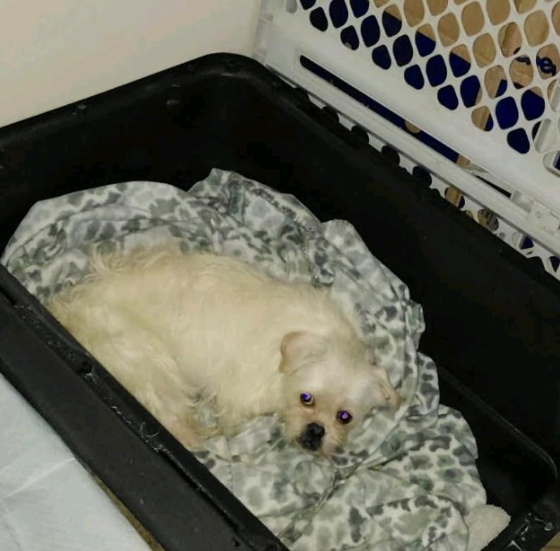 Cherpuggleterrier Mix thumbnail 6