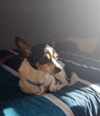 Wilbert, Adoptable, Young Male Rat Terrier.