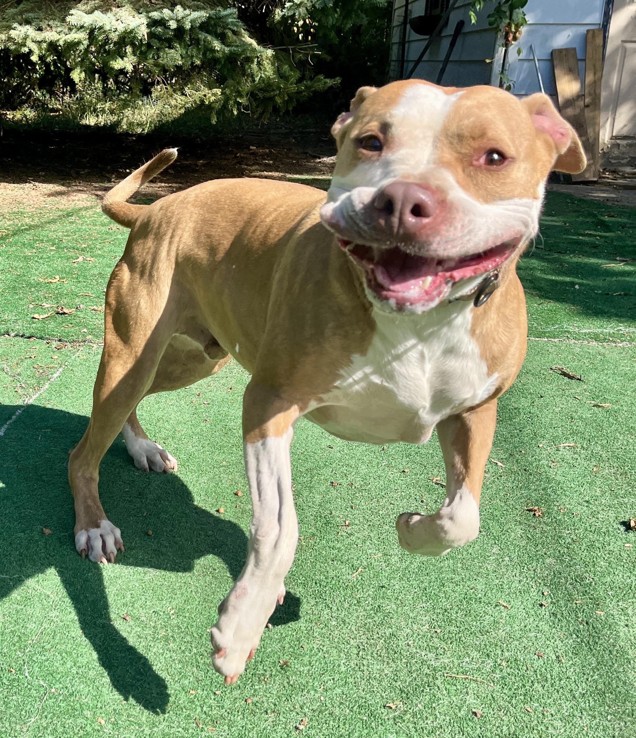 Jackson, a Adoptable mixed breed in Cleveland, OH image 3/6