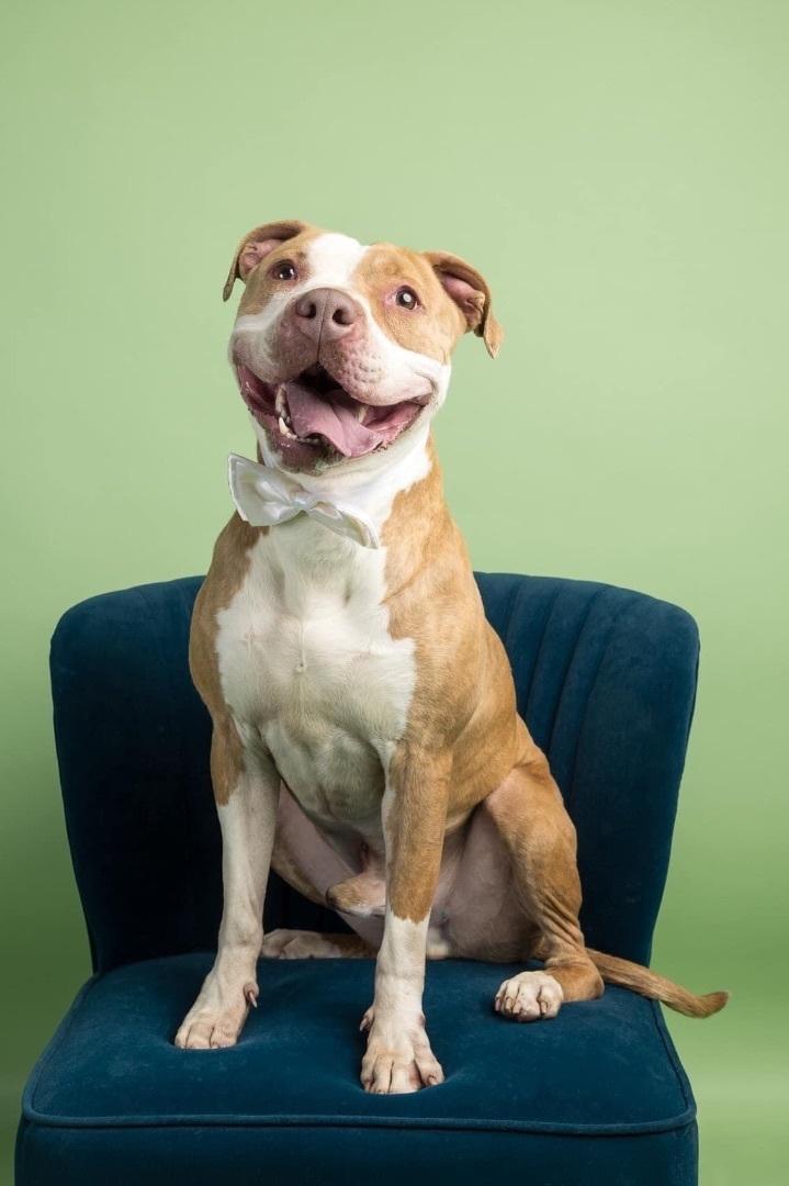 Jackson, a Adoptable mixed breed in Cleveland, OH image 4/6