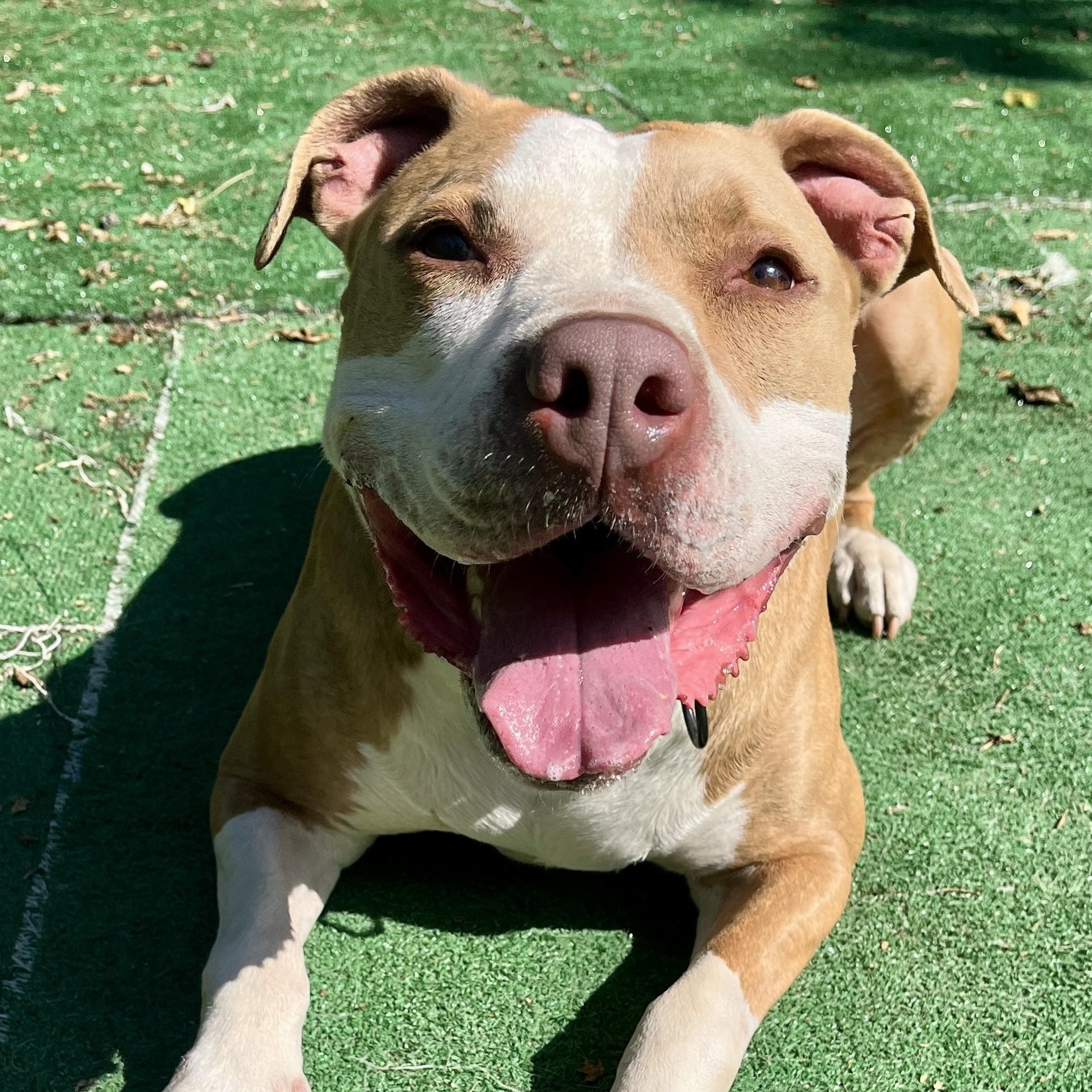 Jackson, a Adoptable mixed breed in Cleveland, OH image 1/6