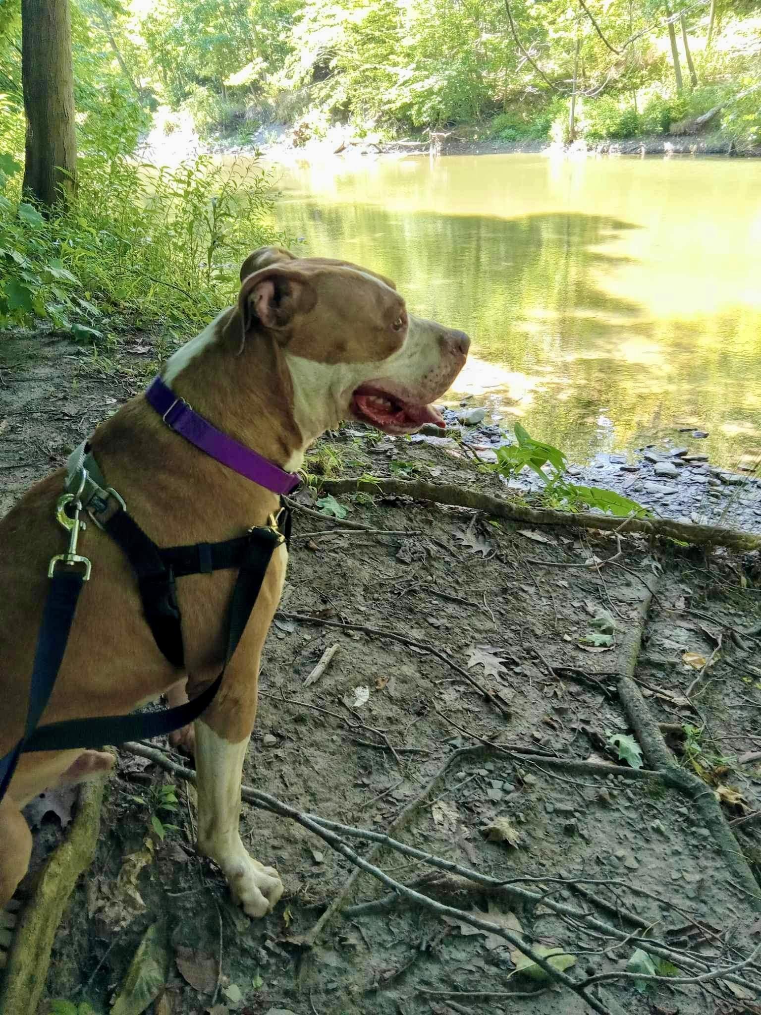 Jackson, a Adoptable mixed breed in Cleveland, OH image 6/6