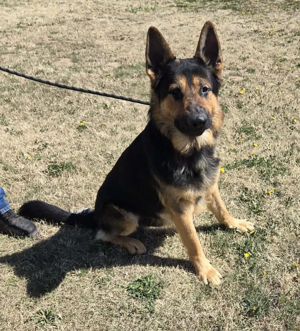 Enlarge Dogmeat, an adopted German Shepherd Dog in Larned, KS image 2/3