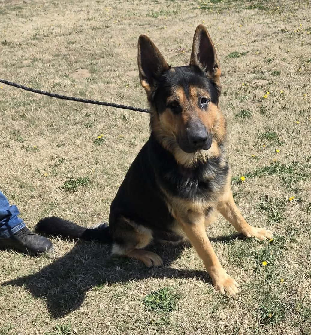 Enlarge Dogmeat, an adopted German Shepherd Dog in Larned, KS image 3/3
