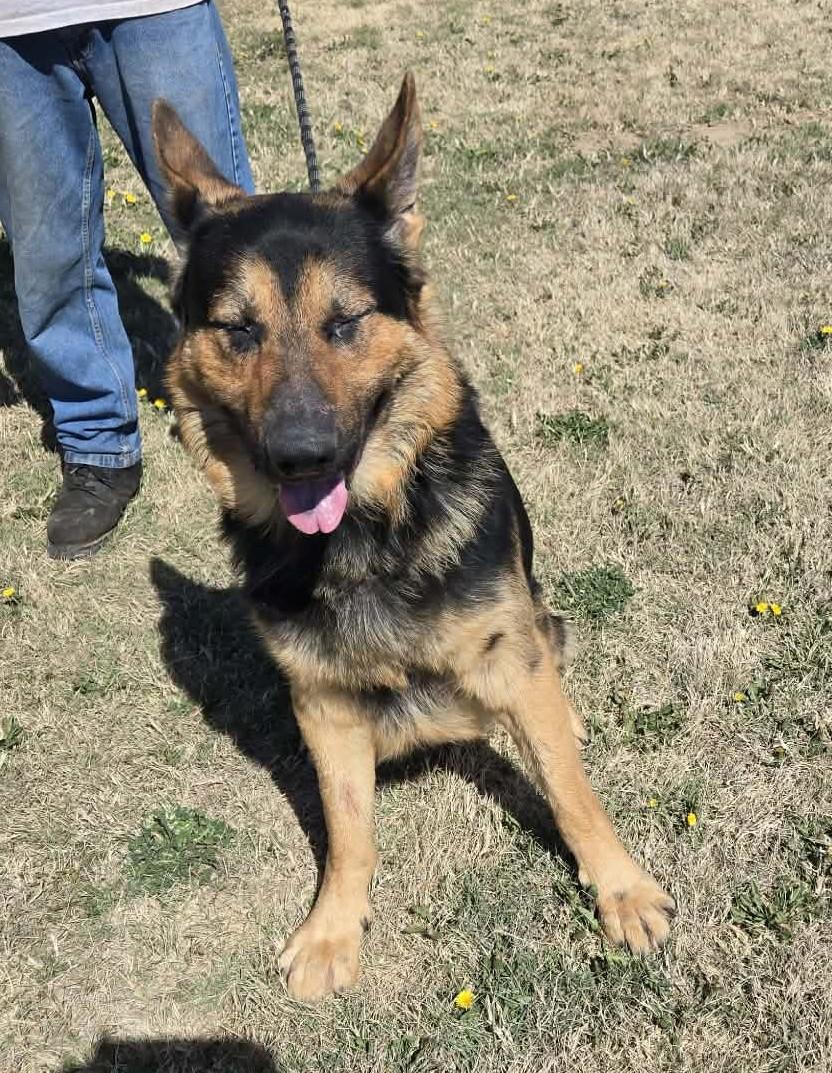 Enlarge Dogmeat, an adopted German Shepherd Dog in Larned, KS image 1/3