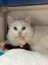 Darcy, a ADOPTABLE Domestic Medium Hair in Whitby, ON image 1/2