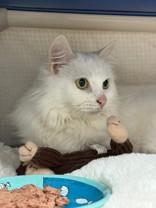 Darcy, a ADOPTABLE Domestic Medium Hair in Whitby, ON image 2/2