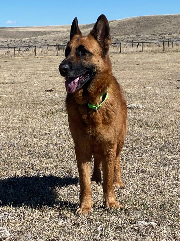 Dasha, Adoptable, Adult Female German Shepherd Dog & Shepherd.