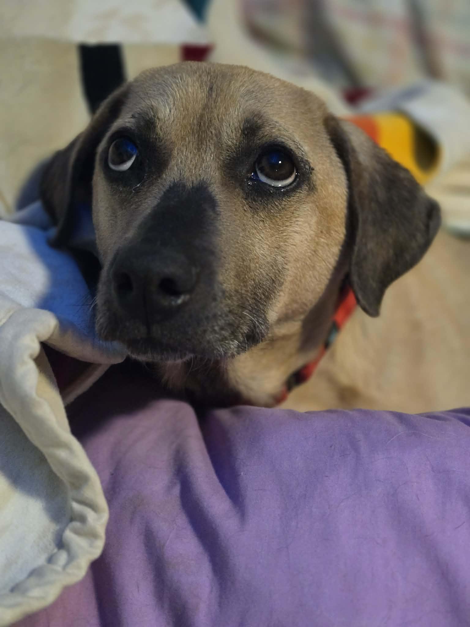 Enlarge Dough, an adoptable mixed breed in Merrillville, IN image 4/5