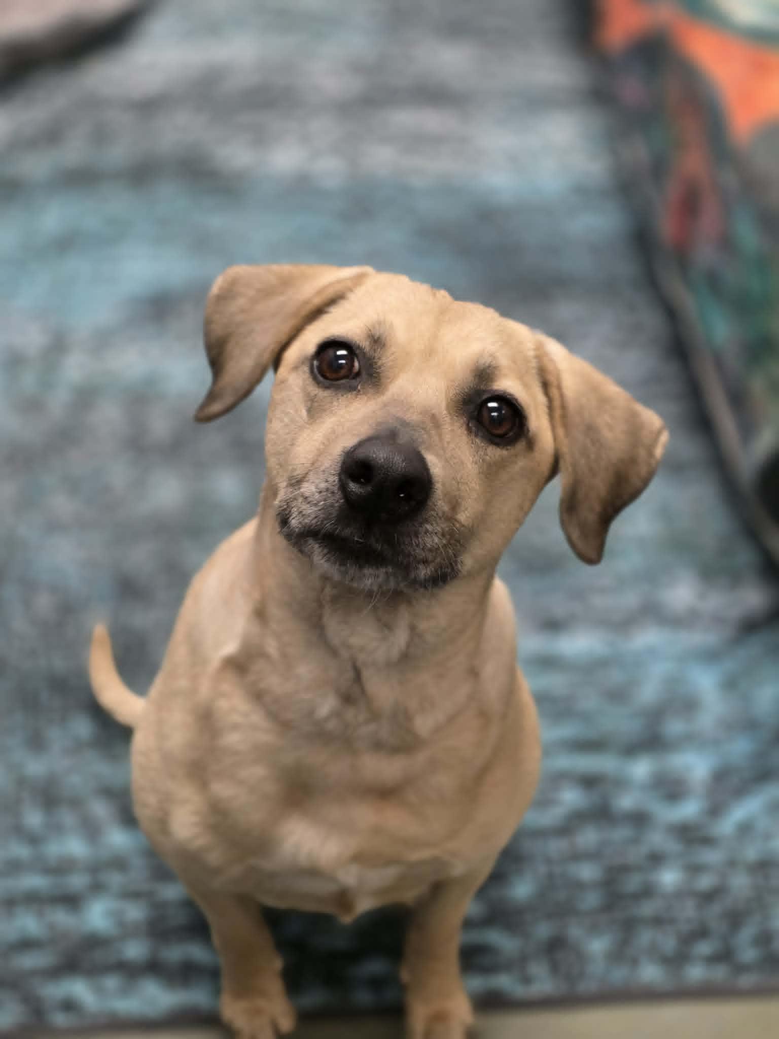 Dough, an adoptable mixed breed in Merrillville, IN image 3/5