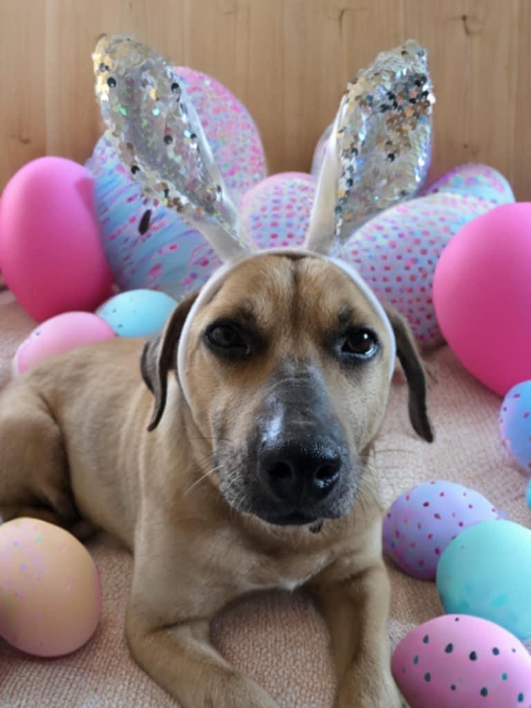 Enlarge Dough, an adoptable mixed breed in Merrillville, IN image 5/5