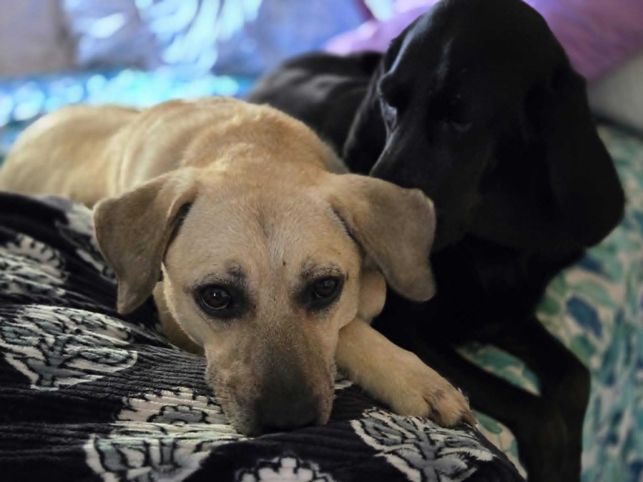 Enlarge Dough, a Adoptable mixed breed in Merrillville, IN image 3/6