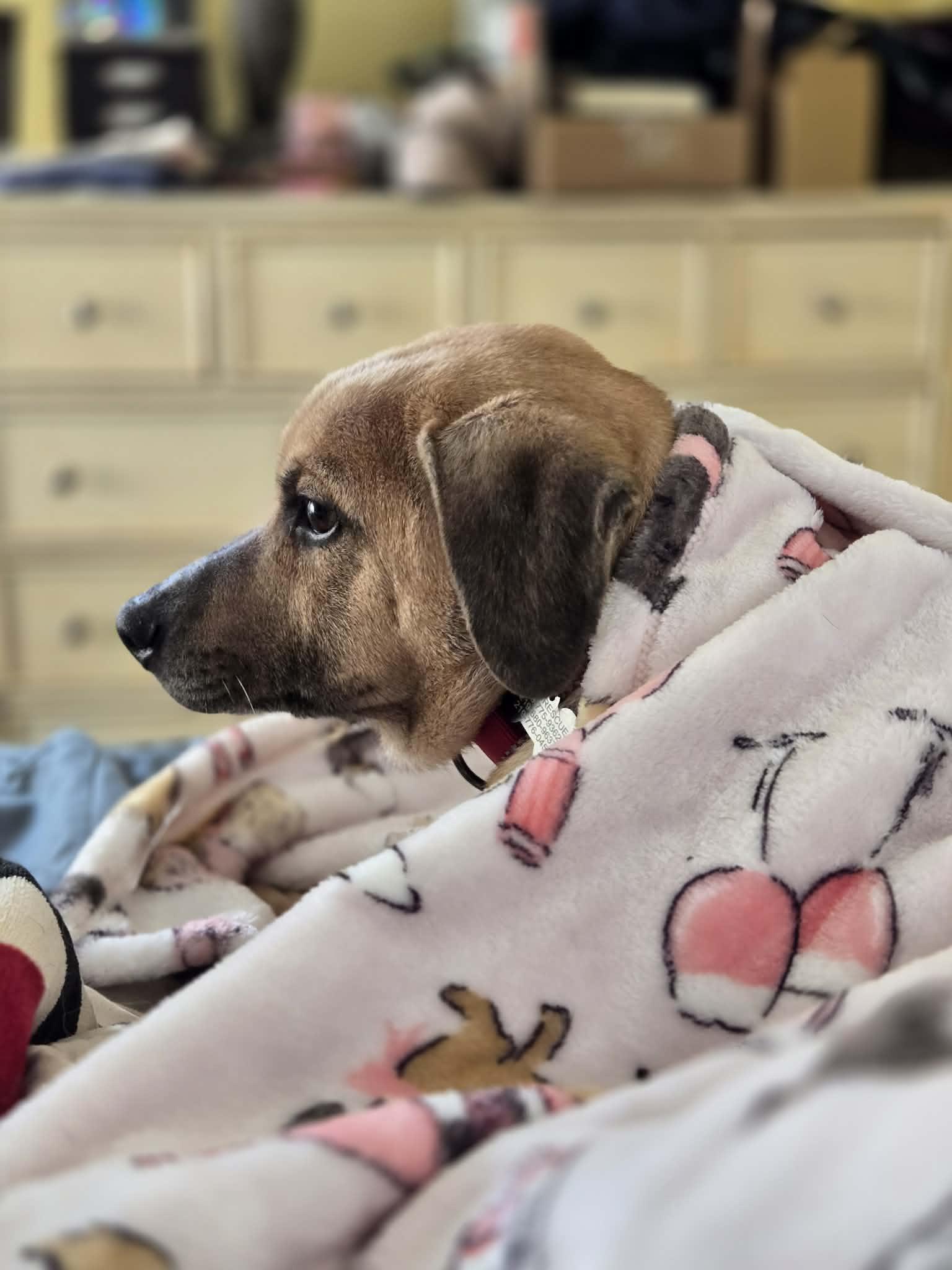 Enlarge Dough, an adoptable mixed breed in Merrillville, IN image 3/5
