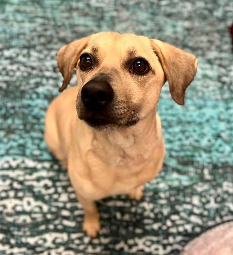 Dough, an adoptable mixed breed in Merrillville, IN image 2/5