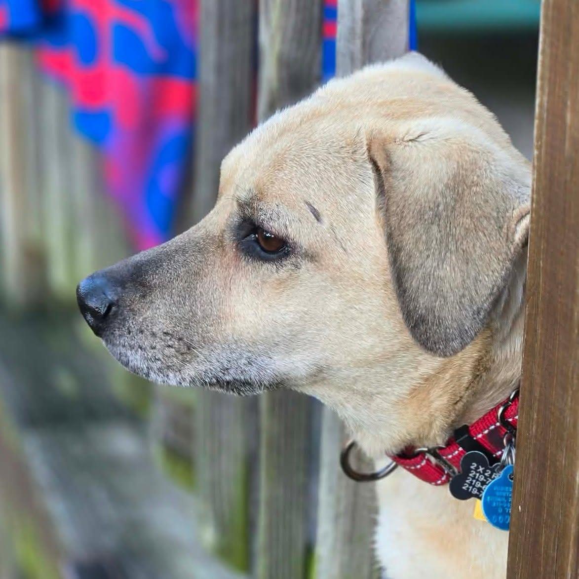 Enlarge Dough, a Adoptable mixed breed in Merrillville, IN image 2/6
