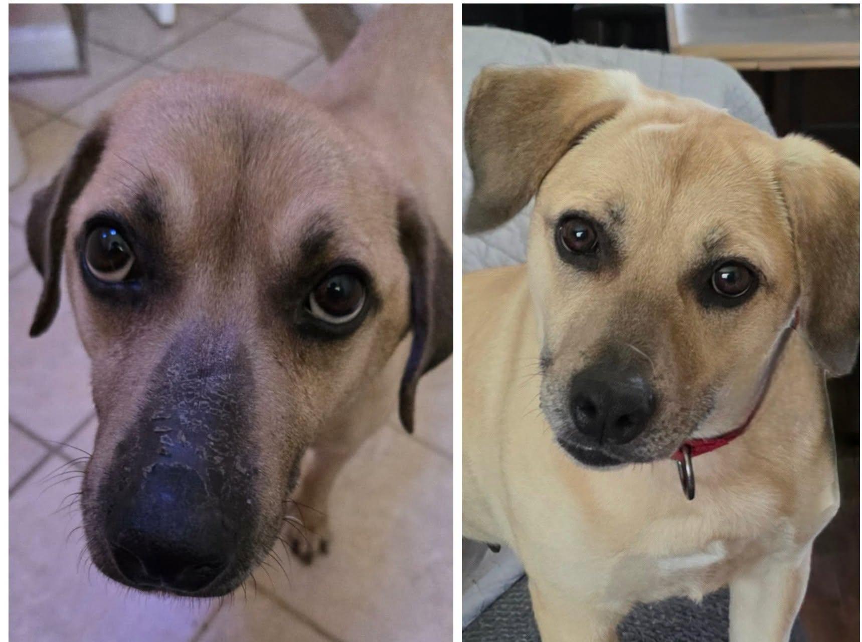 Dough, adoptable, Adult Female Puggle & Beagle.