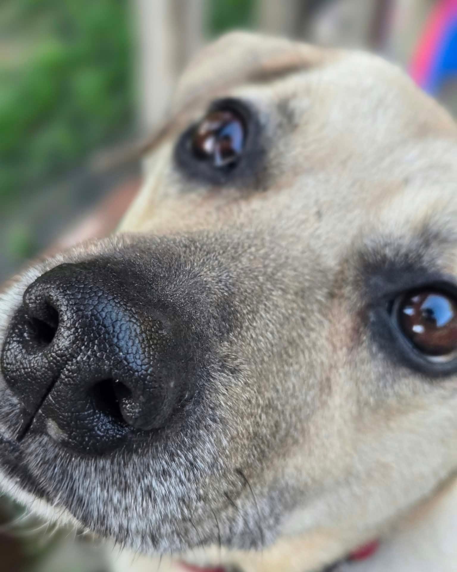 Dough, Adoptable, Adult Female Puggle & Beagle.