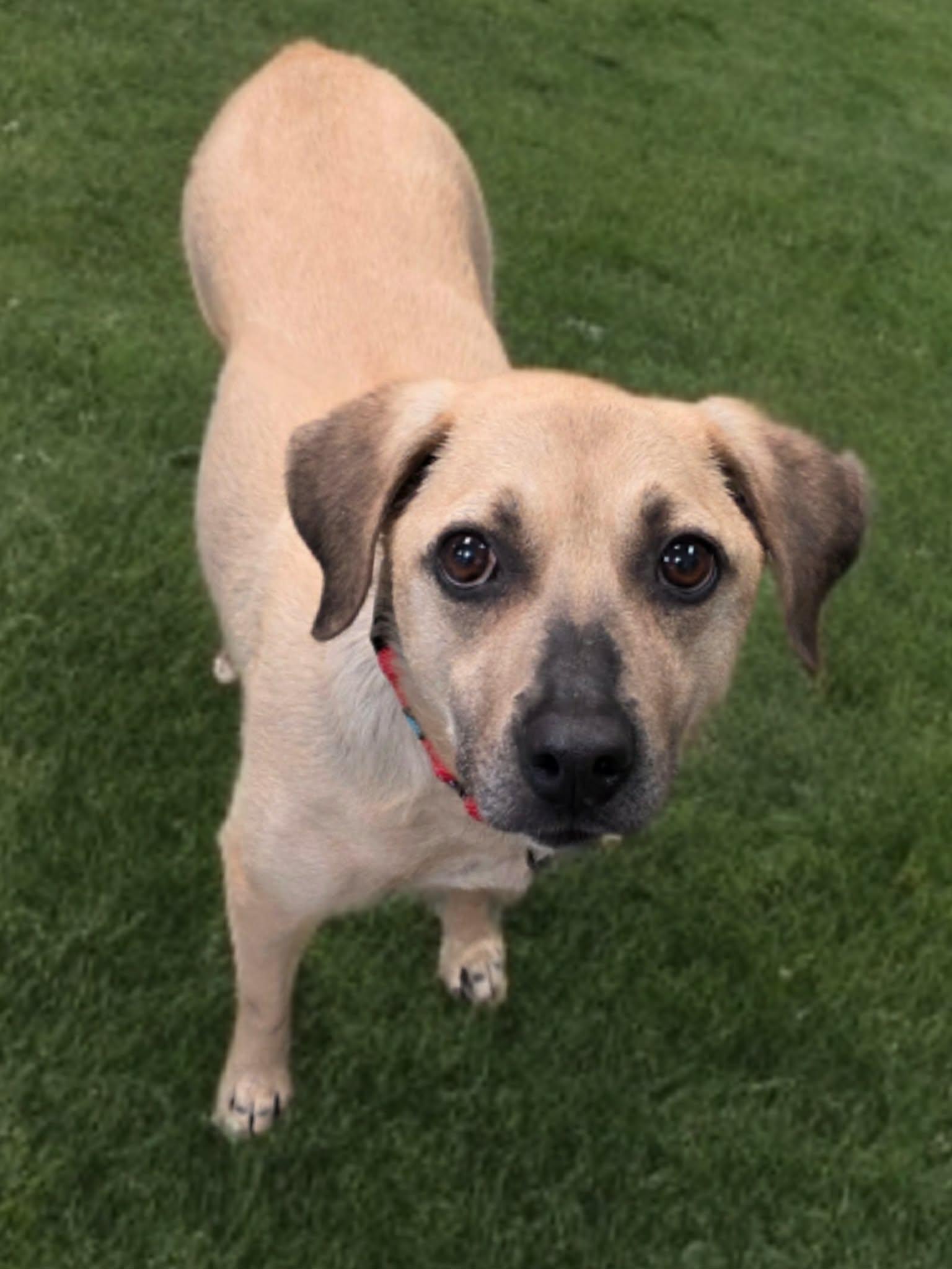 Enlarge Dough, an adoptable mixed breed in Merrillville, IN image 1/5