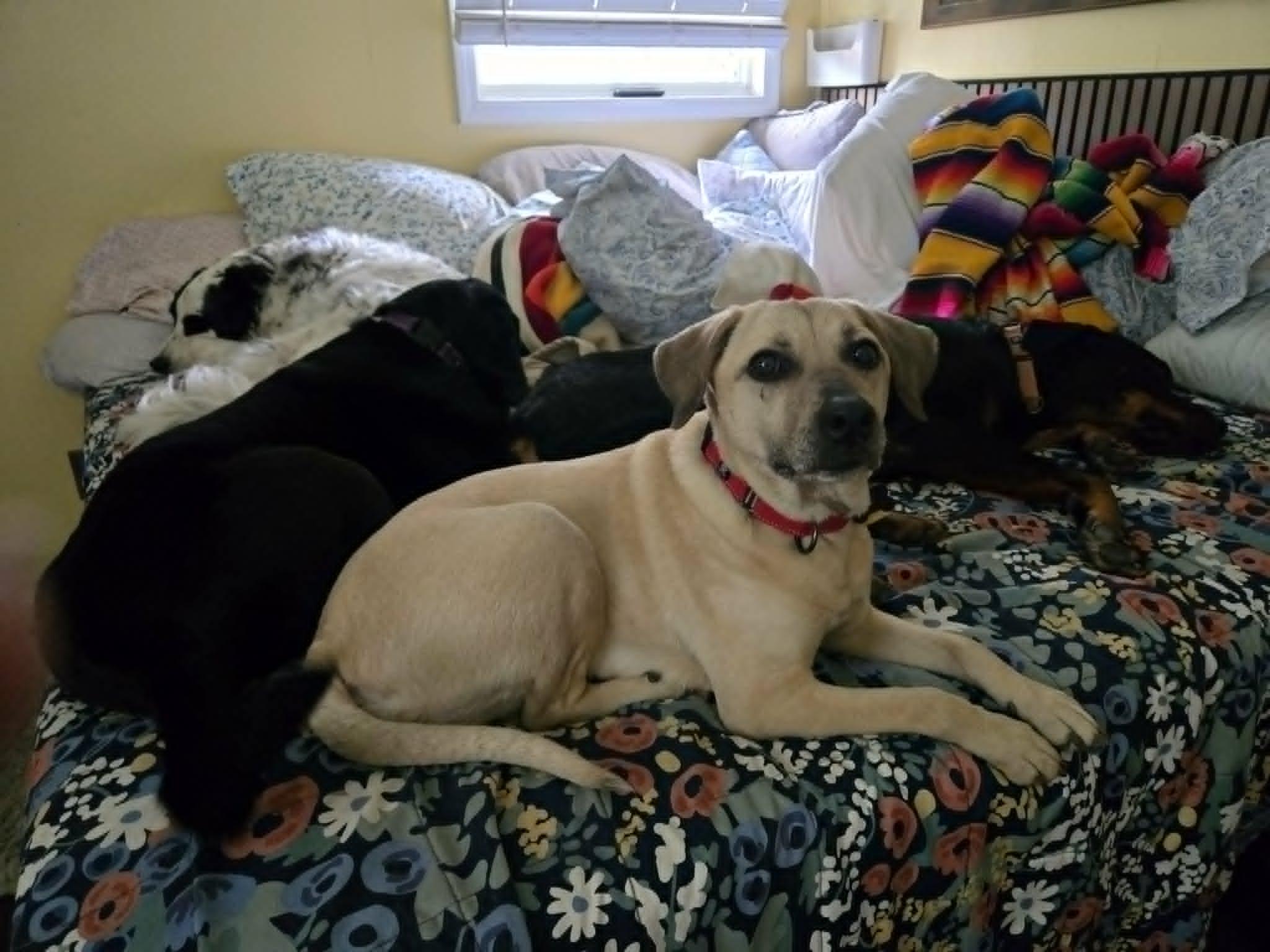 Dough, an adoptable mixed breed in Merrillville, IN image 4/5
