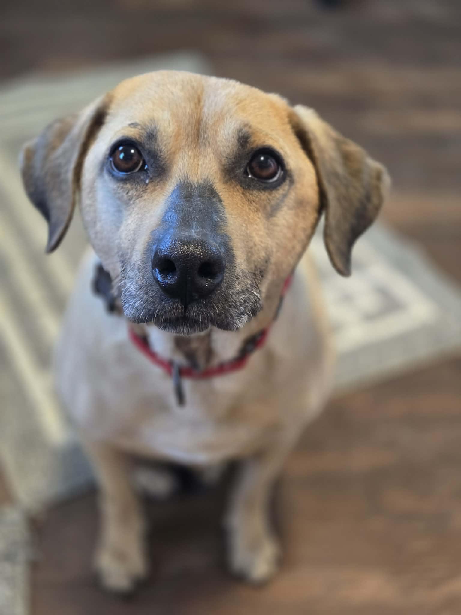 Enlarge Dough, an adoptable mixed breed in Merrillville, IN image 2/5