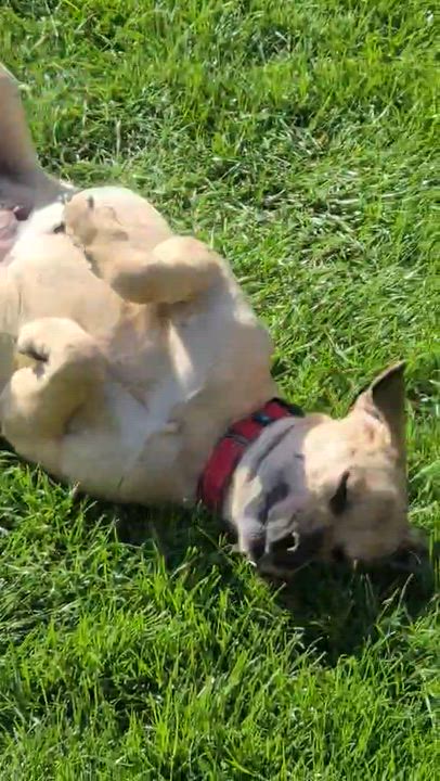 Enlarge Dough, an adoptable mixed breed in Merrillville, IN video 5/5