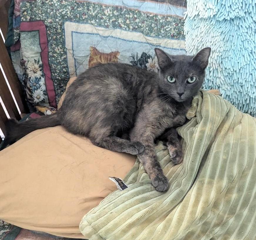HIBISCUS - BEAUTIFUL DILUTE TORTIE LOVE photo 2