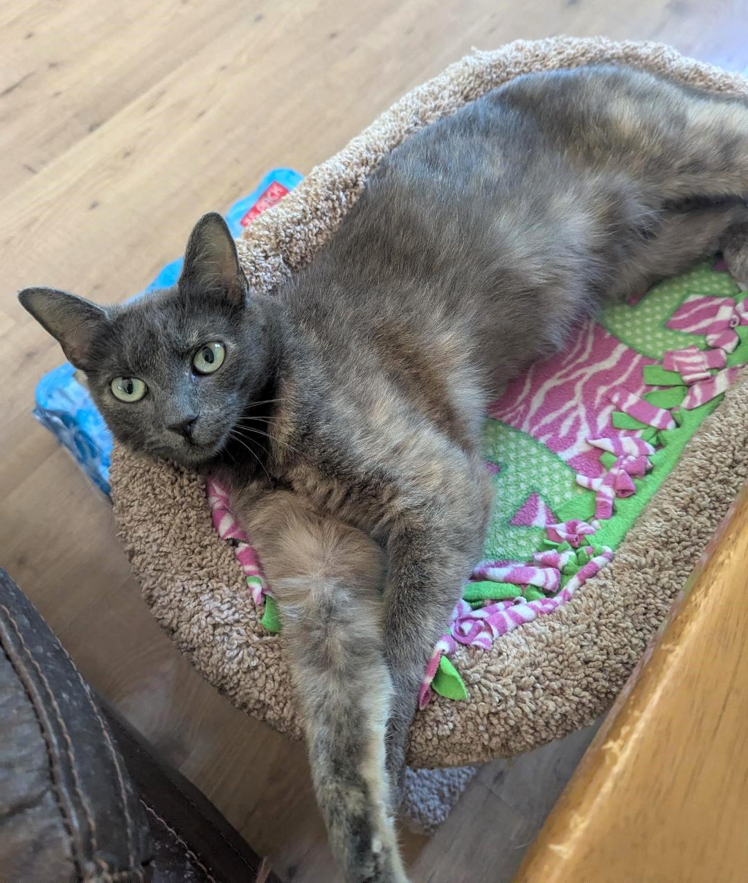 HIBISCUS - BEAUTIFUL DILUTE TORTIE LOVE, Young Female Dilute Tortoiseshell
