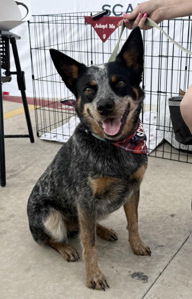 Bluey, a Adoptable mixed breed in Junction, TX image 1/4