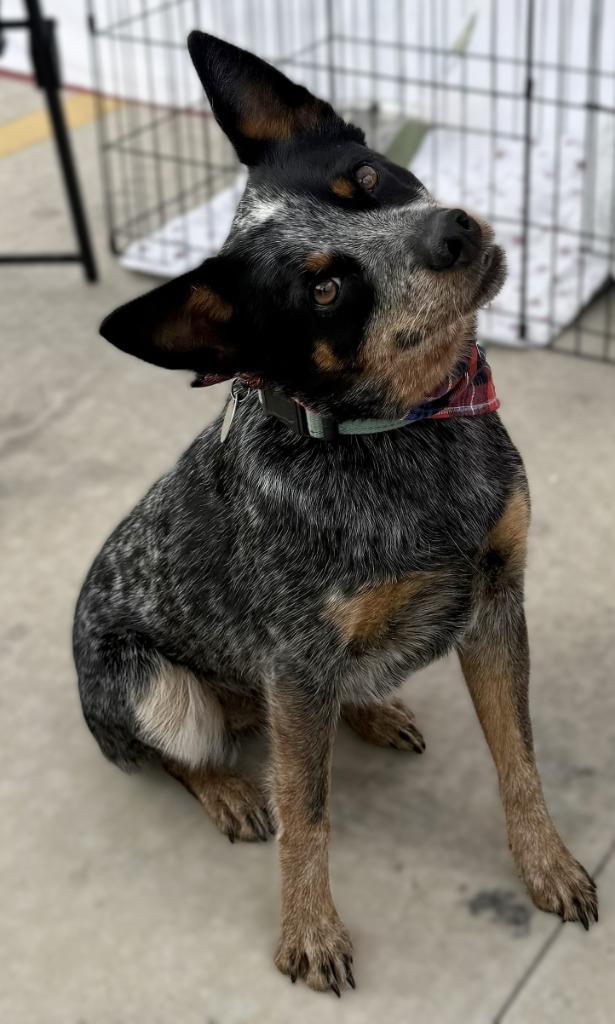 Bluey, a Adoptable mixed breed in Junction, TX image 2/4