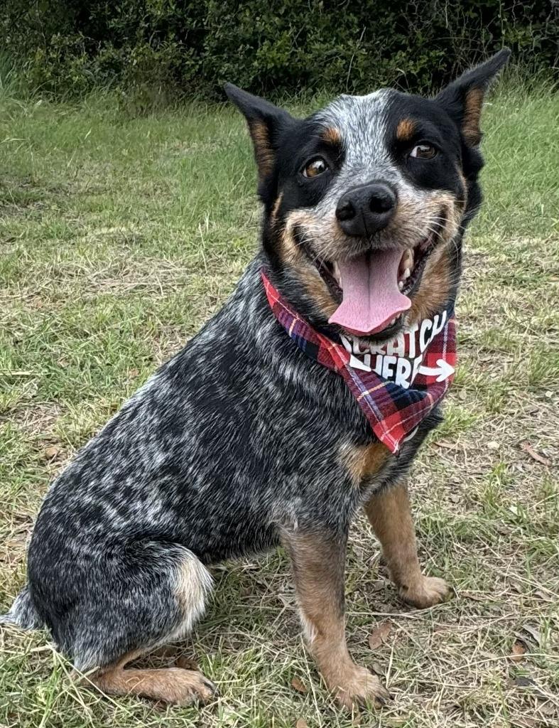 Bluey, a Adoptable mixed breed in Junction, TX image 3/4