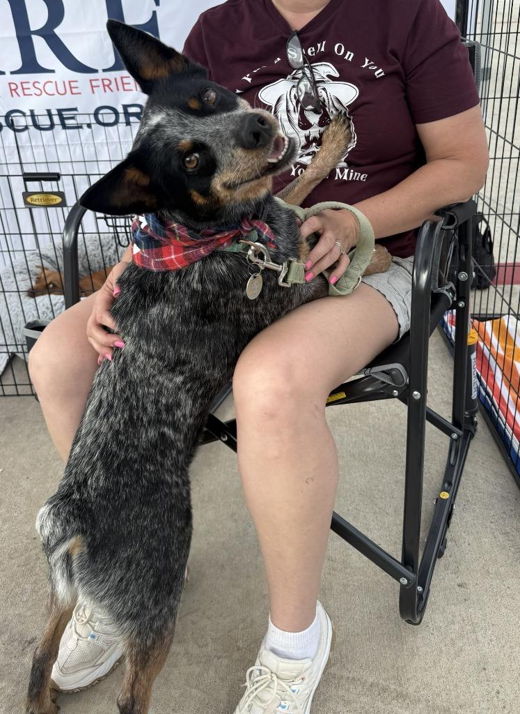 Bluey, a Adoptable mixed breed in Junction, TX image 4/4