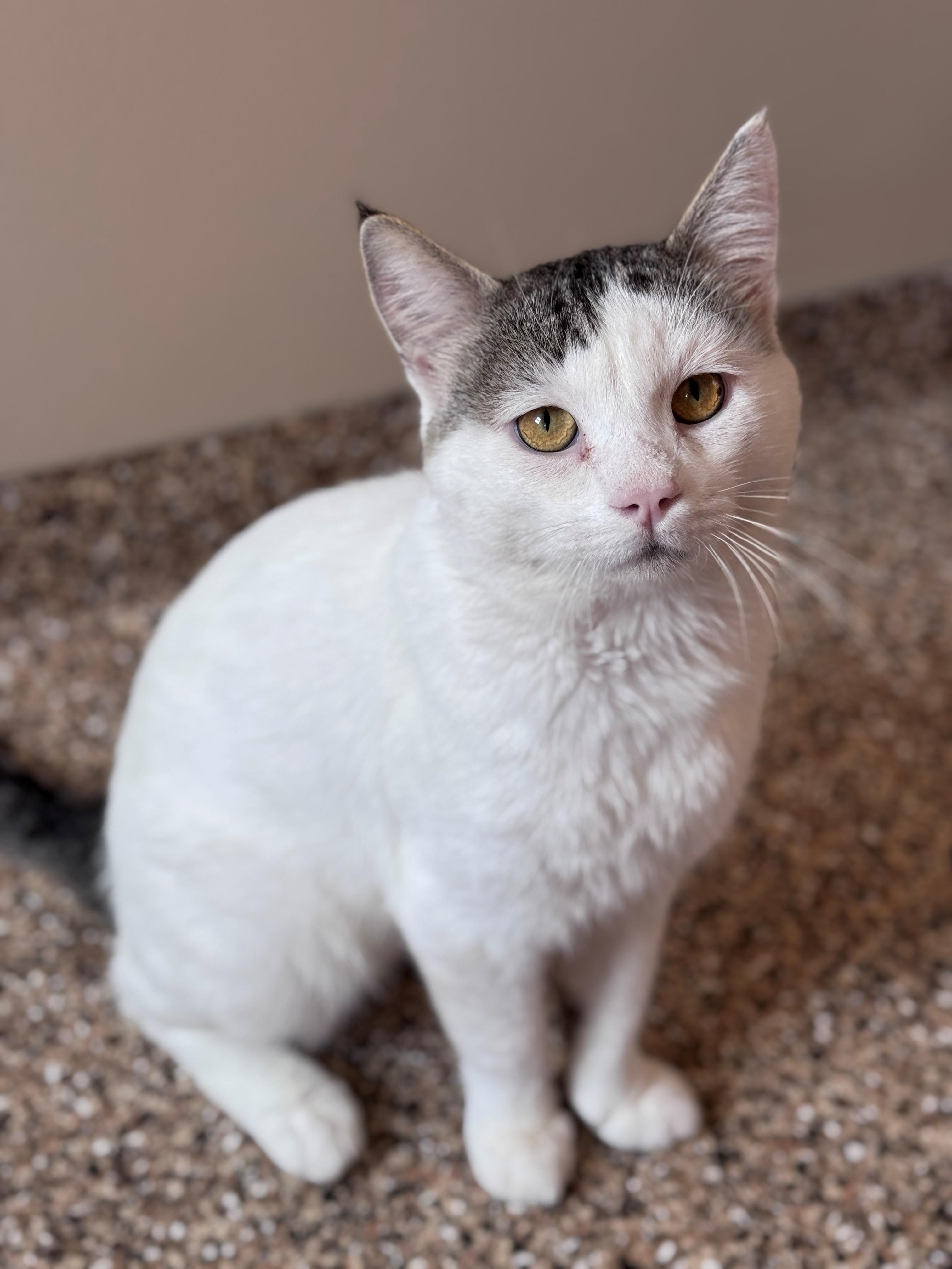 Duke, a ADOPTABLE Domestic Short Hair in Hackensack, MN image 1/6