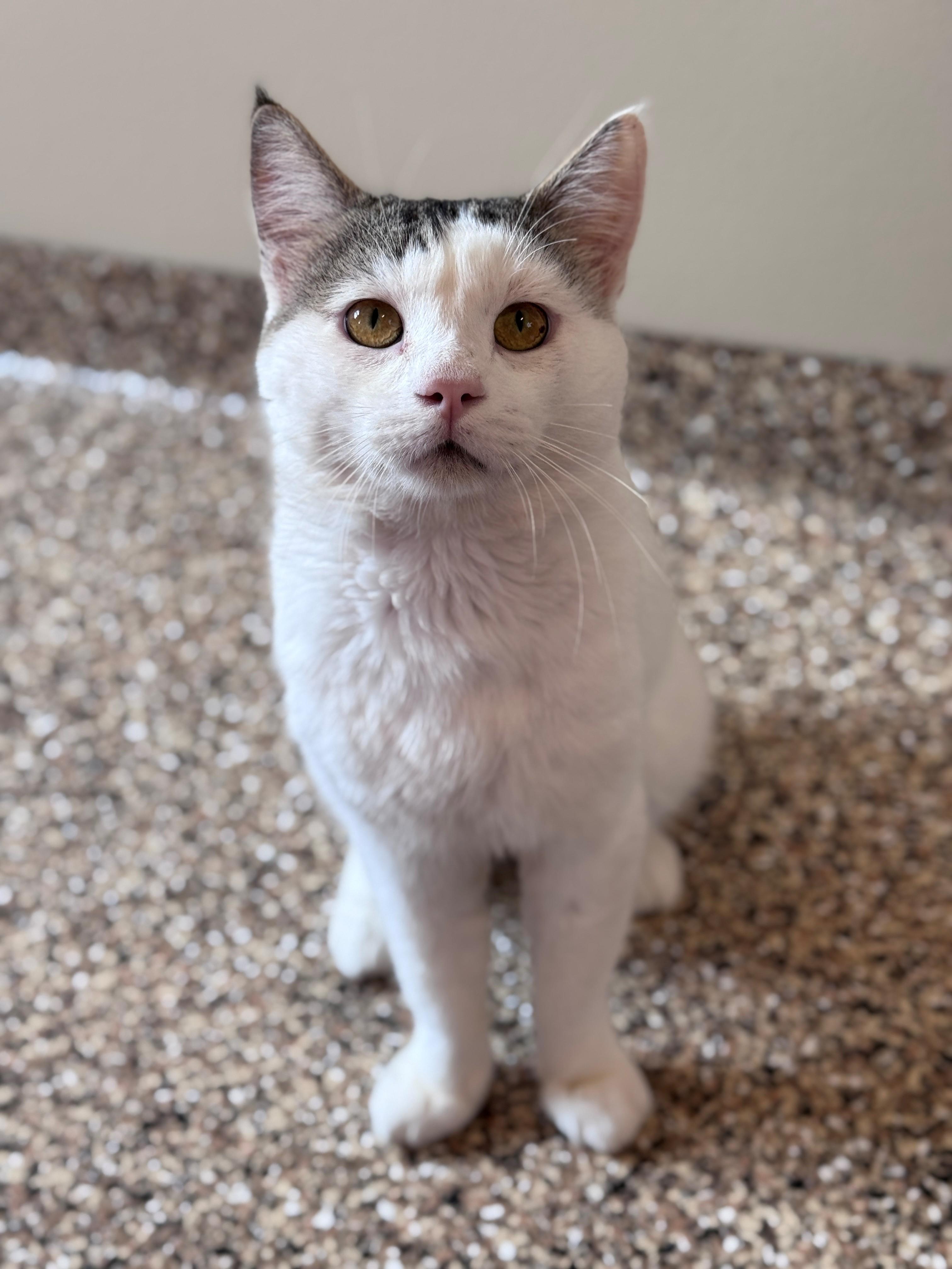 Duke, a ADOPTABLE Domestic Short Hair in Hackensack, MN image 2/6